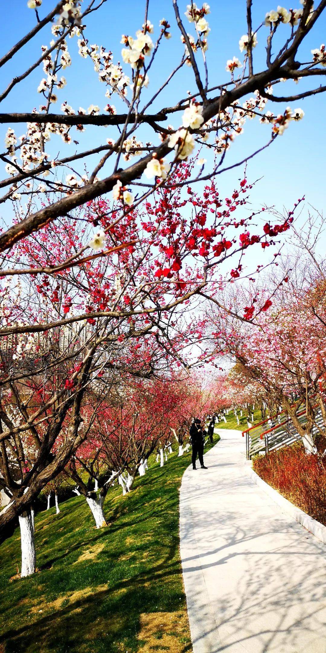 上了人民日报头版的合肥匡河公园梅景有多美奉上一组美图