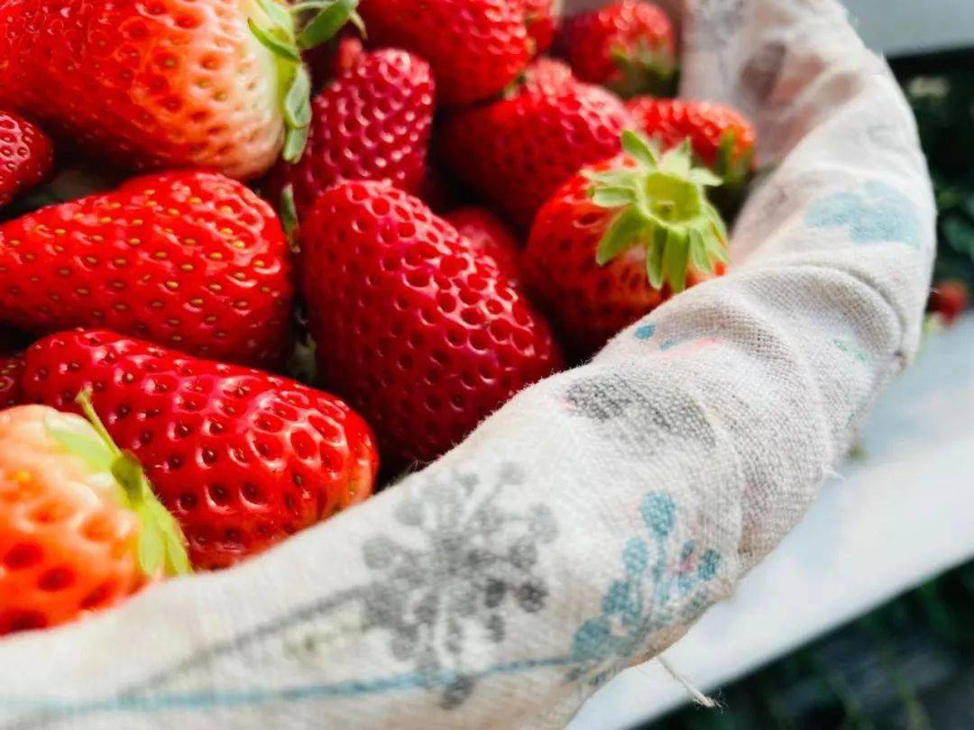 爱吃草莓的昌平人注意了，现在知道还不晚！