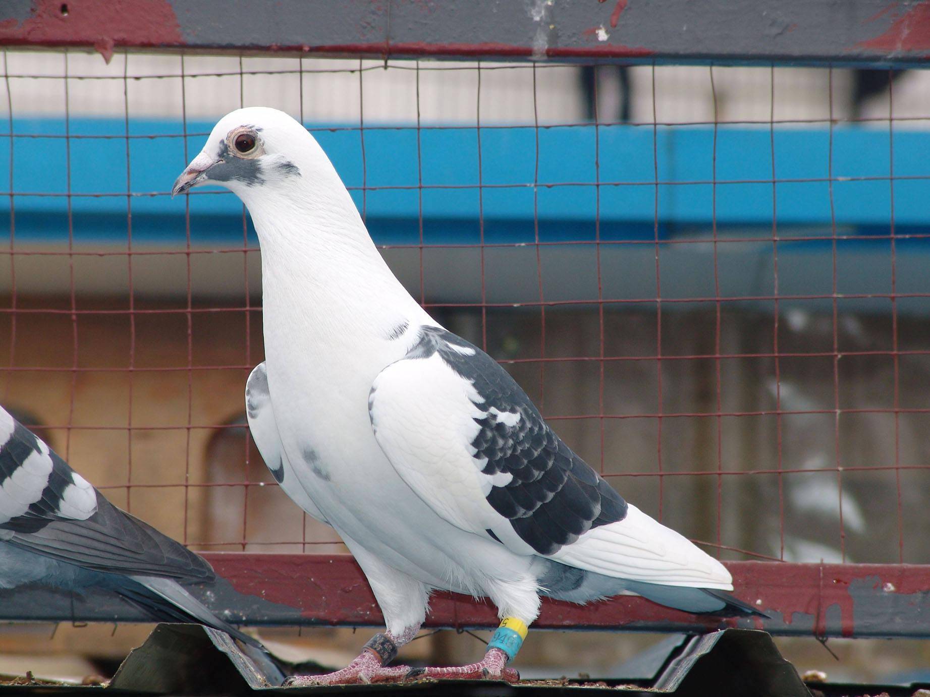 这样的做法可以有效减少幼鸽开家游棚