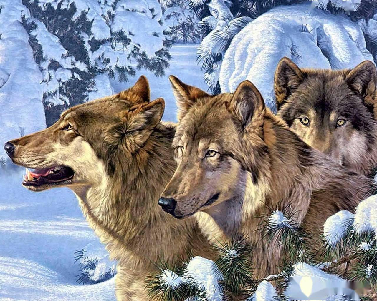 头狼带狼群的图片图片