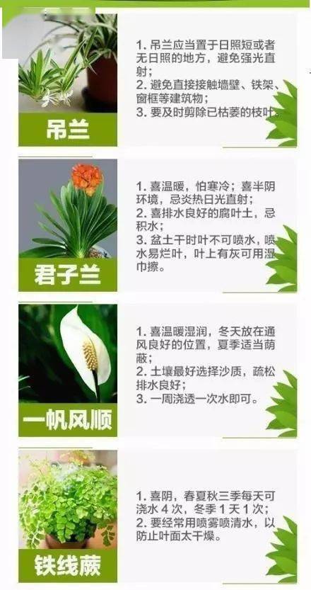 图鉴 40种常见室内植物养护方法 涨姿势 参考