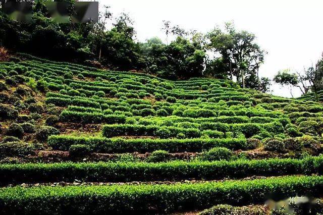 御茶园老总_重庆茶园观山御景