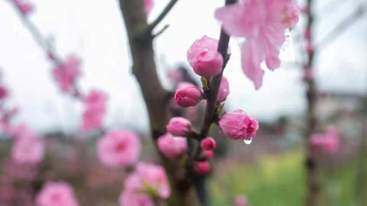 三圣有约 三生三世桃花节征集合作小伙伴