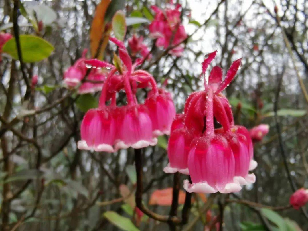 仅此3期特惠 仅售49元起 南宁大明山灯笼花开 纯玩一日游 赏花正当时 潘克