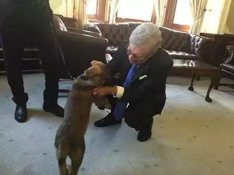 小警犬慘遭開除，竟是因為……好氣哦！！ 萌趣萌寵 第17张