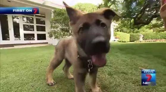 小警犬慘遭開除，竟是因為……好氣哦！！ 萌趣萌寵 第9张