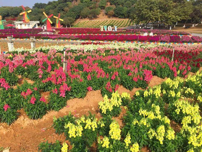 假日國旅東莞百花洲煙雨松花湖賞花一天遊198元人