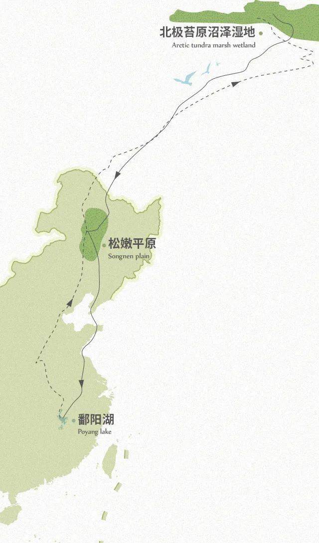 白鹤迁徙路线示意图征途万里,白鹤要用两个月左右的时间,飞行五千