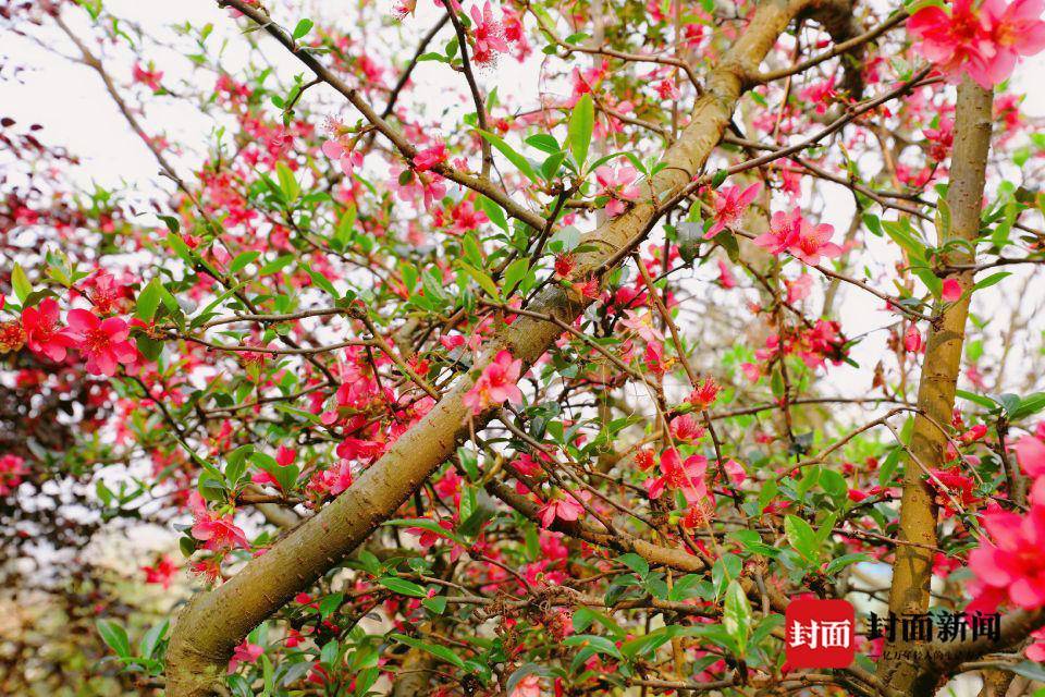 梨花淡白繁花相缀 来自贡贡井这方梨园与春天撞个满怀