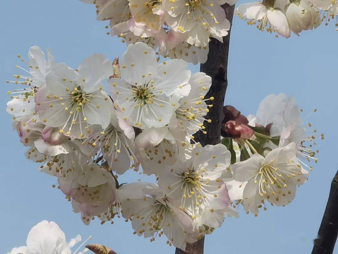 毕节樱花图片