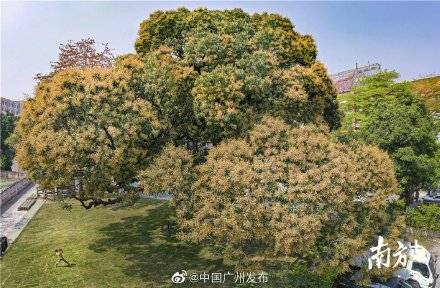 刷屏了！广州近三百岁香芒开出新花