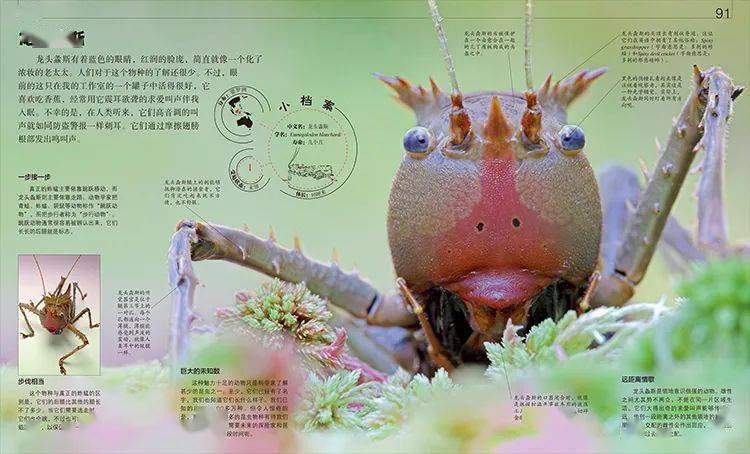 壁虎看世界 9d998442466f43cd9aa82cba53468913.jpeg