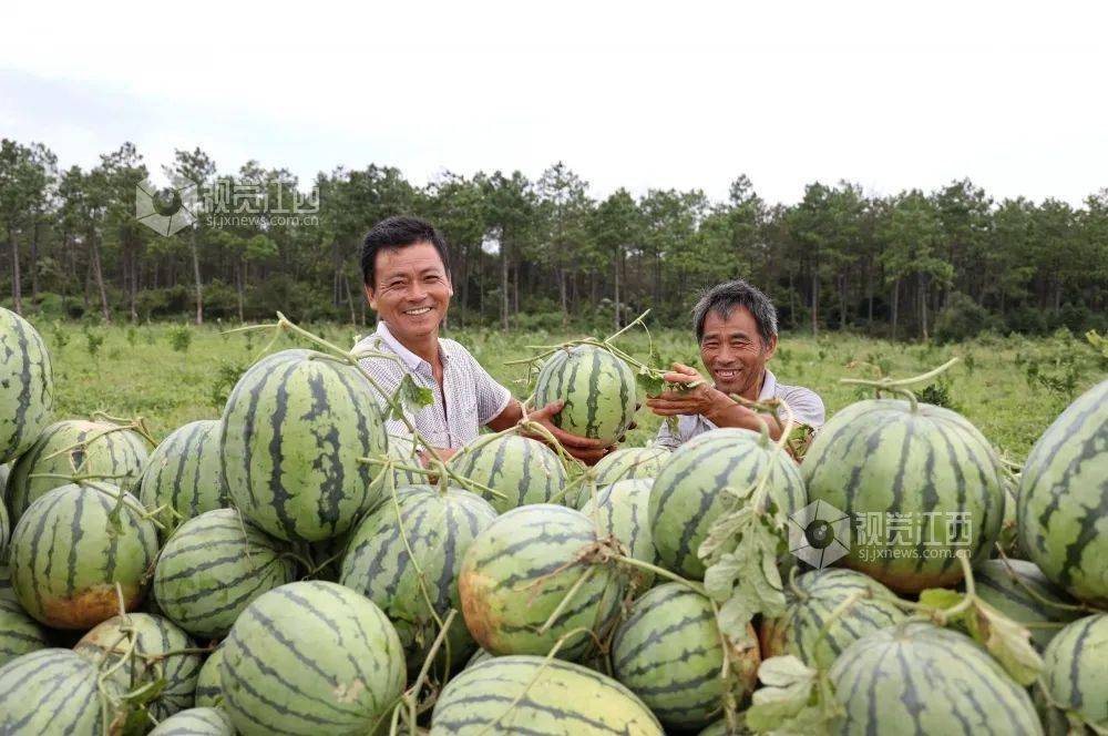 吉水縣八都鎮東坊村原生態西瓜種植基地進入採摘旺季,村民採摘運送