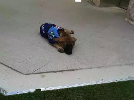 小警犬慘遭開除，竟是因為……好氣哦！！ 萌趣萌寵 第15张