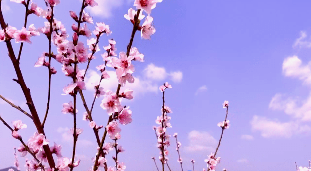 明天！维摩看千亩桃花，中医院赏满园樱花