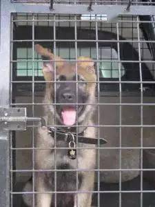 小警犬慘遭開除，竟是因為……好氣哦！！ 萌趣萌寵 第2张
