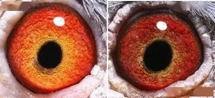 国内外鸽眼配对成功实例图解