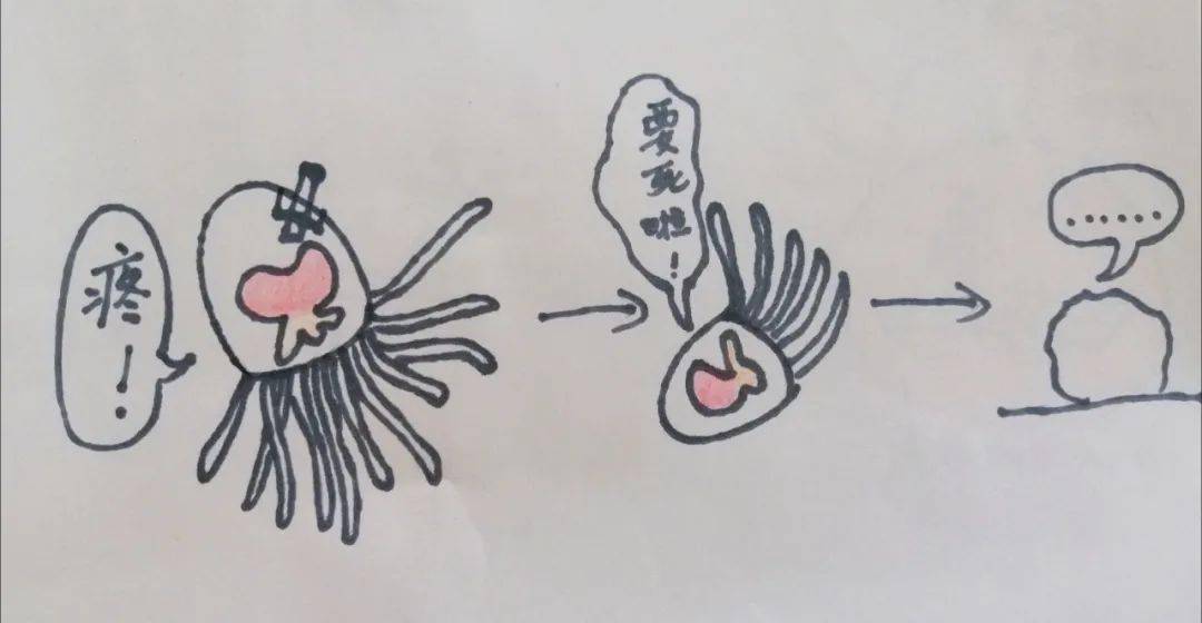 但是灯塔水母竟然能够从这个状态再次形成水螅体!