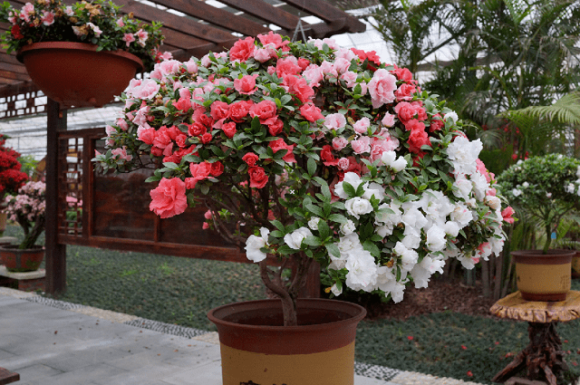 【168元】湘潭盘龙大观园赏花一日游_杜鹃