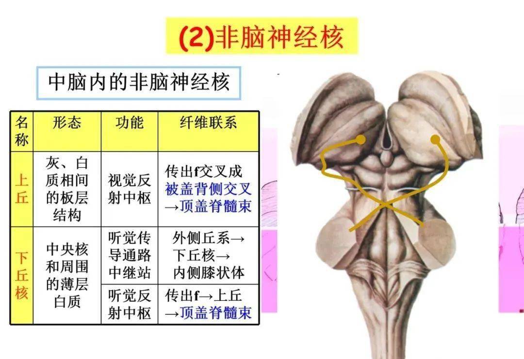 收藏 脑干内部超详细功能解剖图