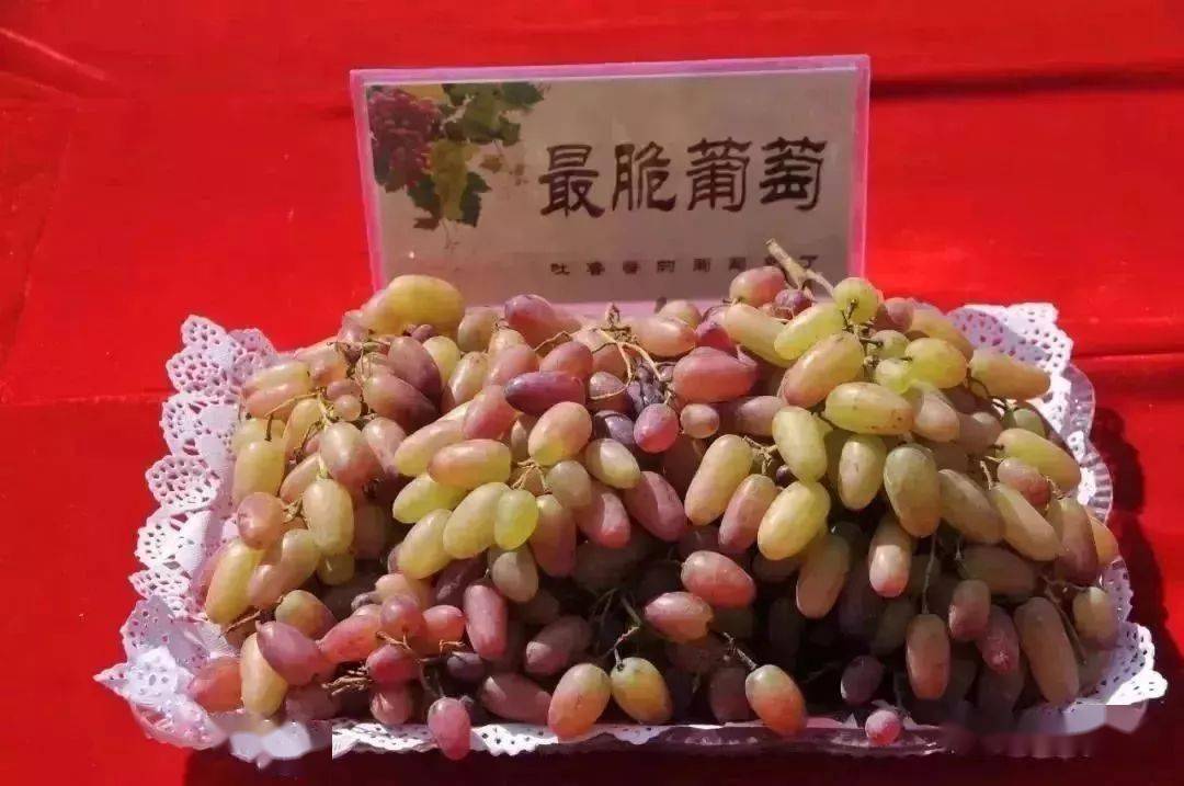 最小果穗梭梭葡萄代表人物:扫地僧虽不起眼,但内功深厚.