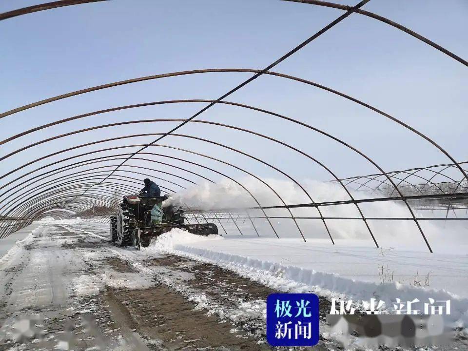 今年,建三江七星农场第四管理区种植户周德华计划种植300亩优质水稻.
