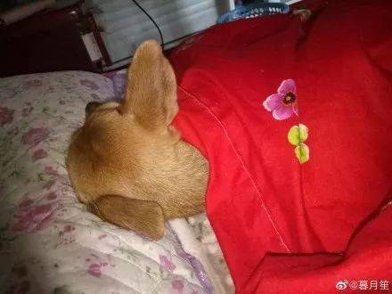 爸媽能寵狗狗到什麼地步？第一個也太狠了吧哈哈哈哈… 萌趣萌寵 第10张