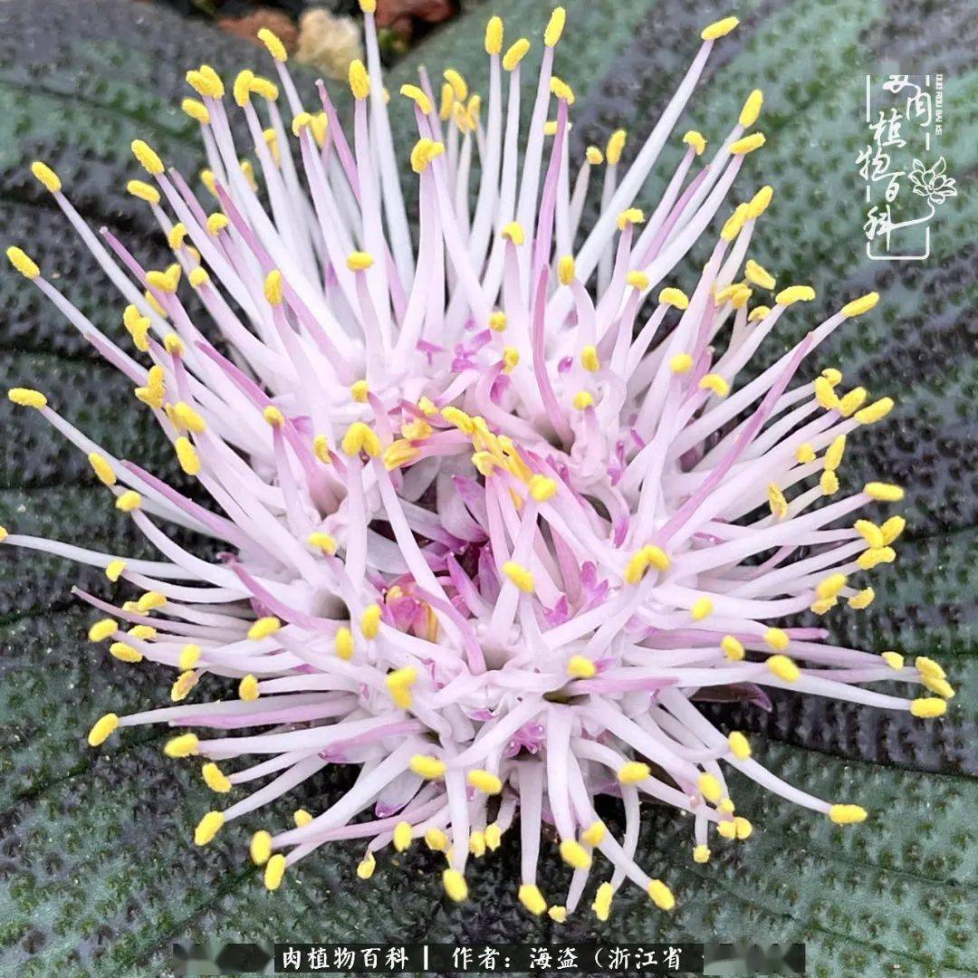 科普镜花水月鳞茎类镜属多肉的养护攻略