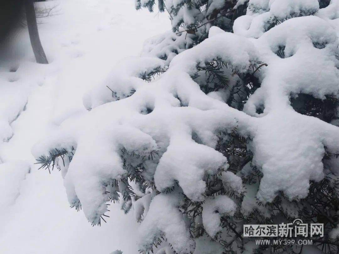 3日不仅再迎升温,而且白天哈市阵雪天气,降雪时气温在0℃上下,较为"