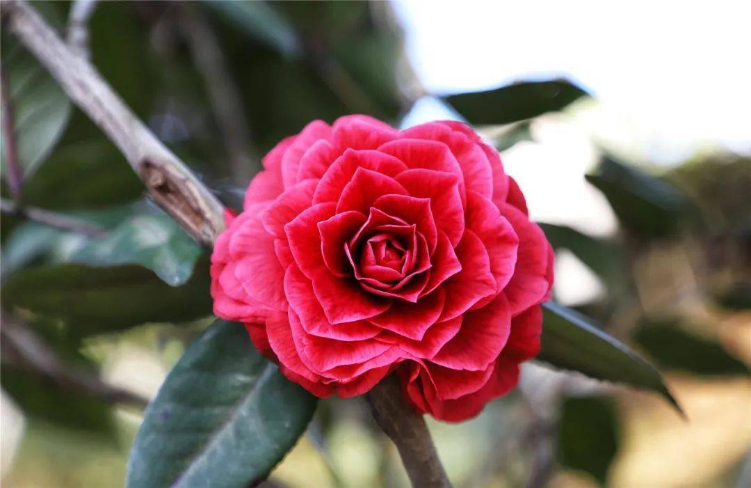 花满婺城花香醉人