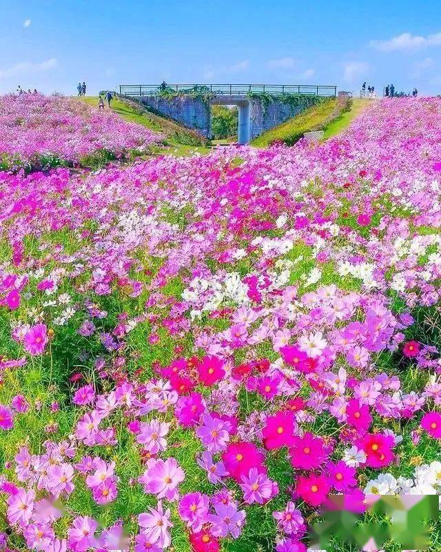 美图欣赏花花世界美成了仙境