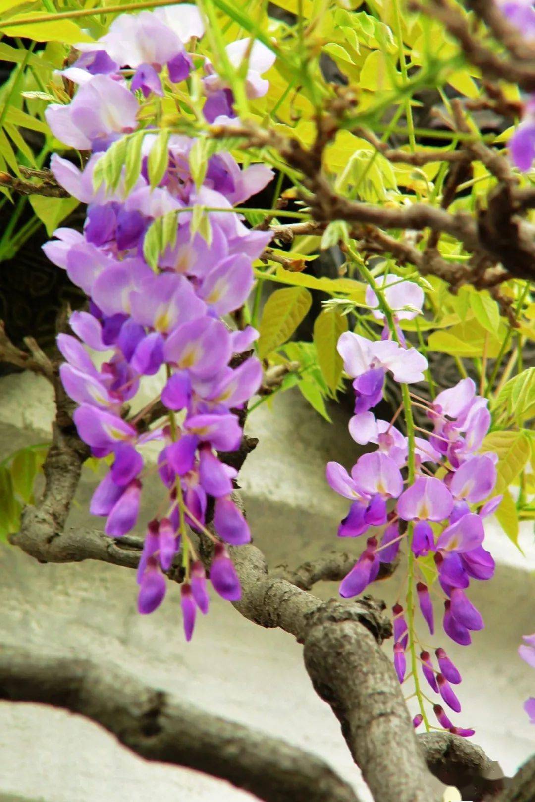 全体被毛喜光耐寒高海拔地区花色更为艳丽栀子花常绿灌木花有短梗洁白