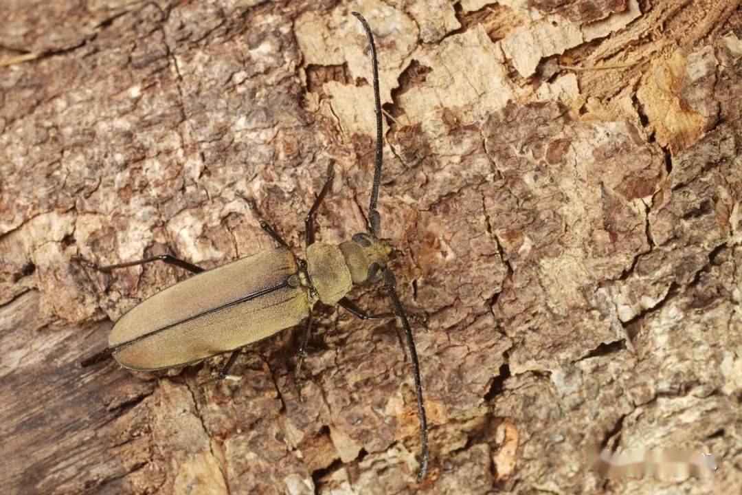 虫谱大观锯天牛