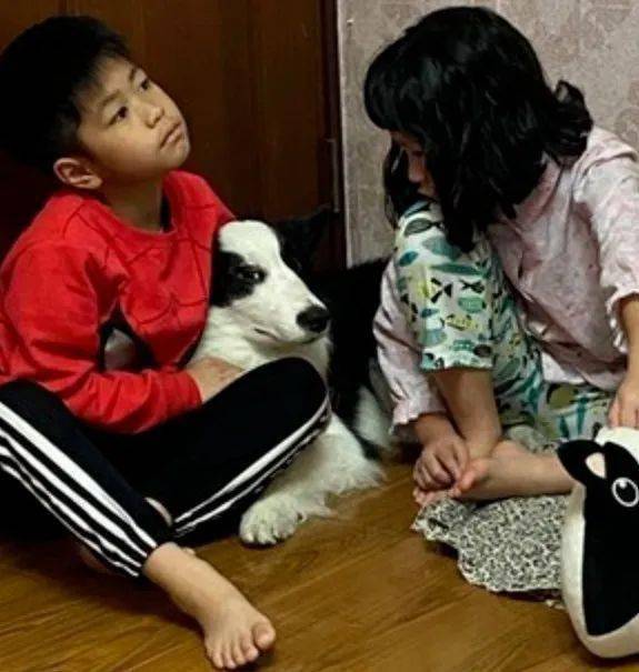 小主人向邊牧報喜：寒假多放兩天！可這貨的表情卻笑翻網友哈哈哈... 萌趣萌寵 第4张