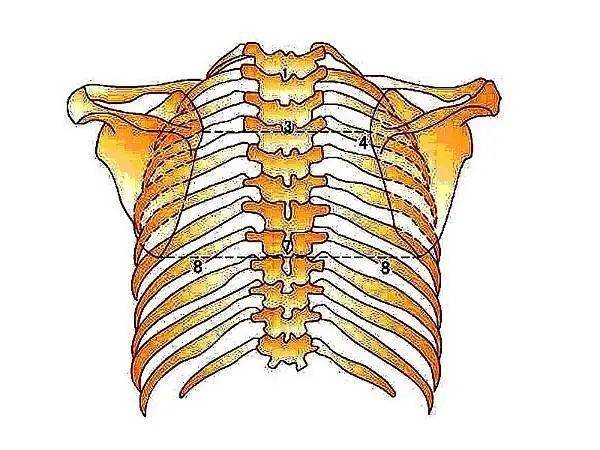 脊肋角图片