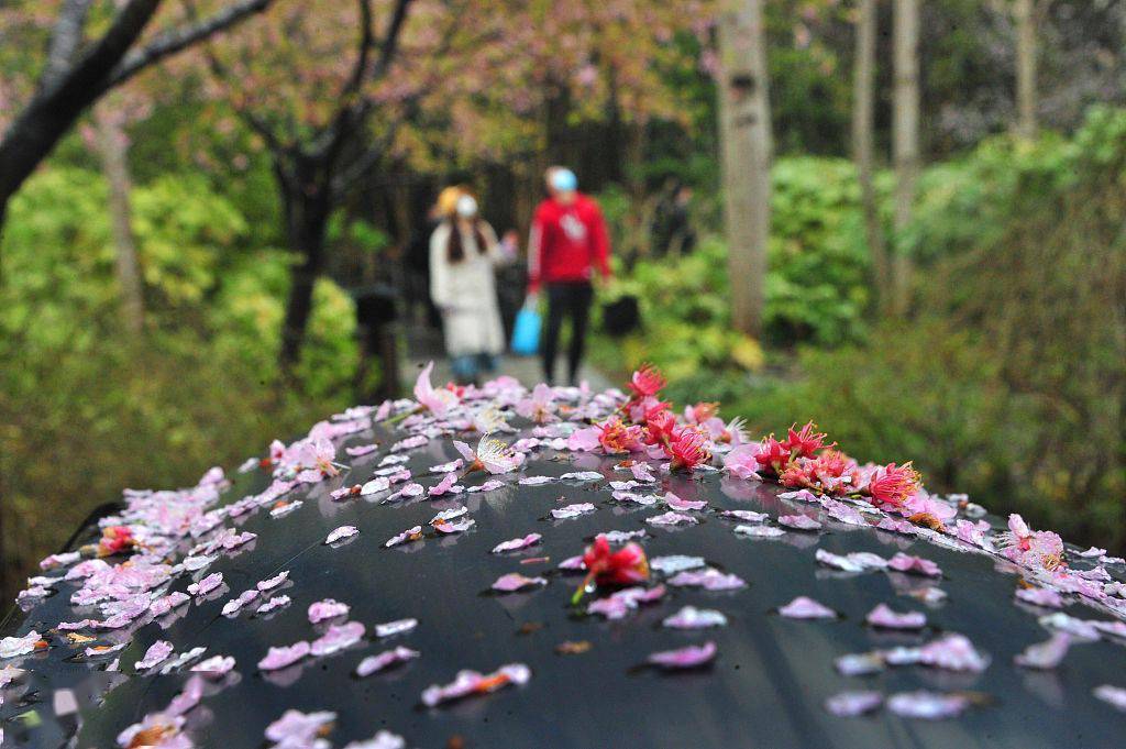 雨中赏樱！上海顾村公园的早樱开好了