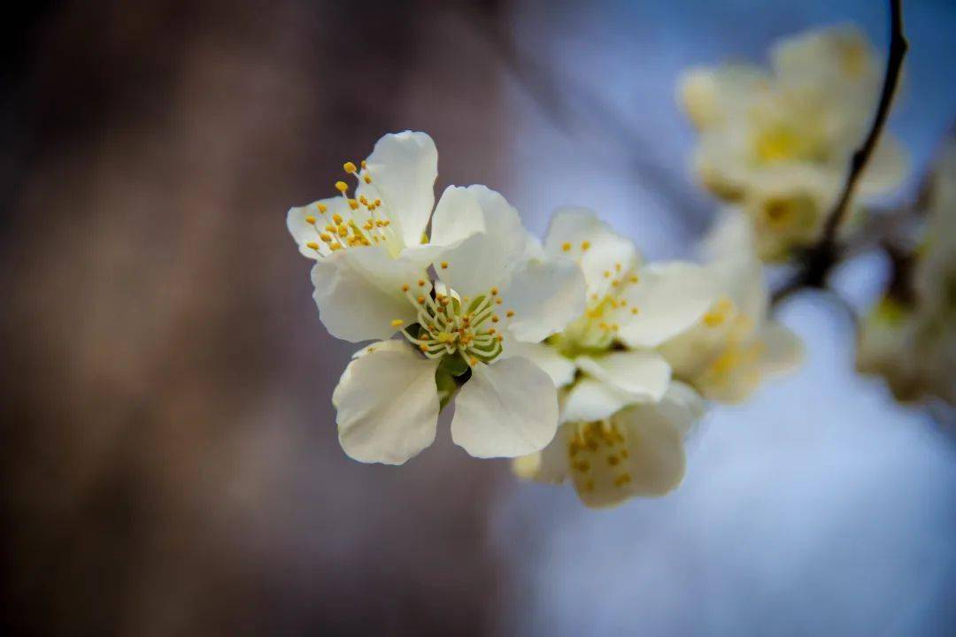 露珠和汤圆能猜什么成语_露珠(3)