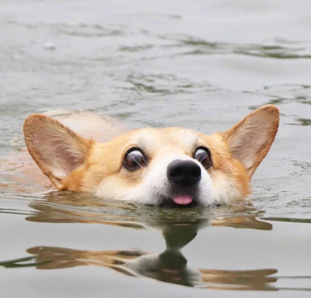 好好的一个柯基,硬是把自己活成了沙雕表情包!