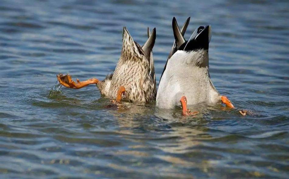 干货课堂 | 5分钟,3个步骤,读懂鸭式入水