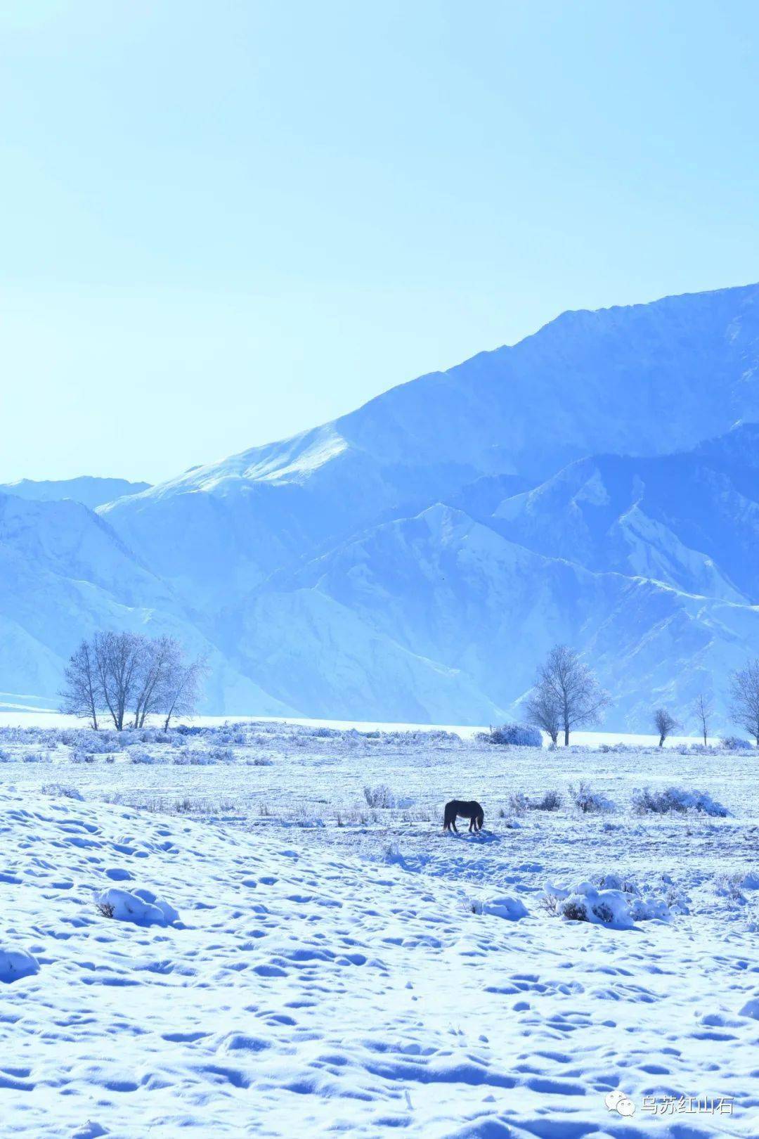 山坡上的雪附在植物上象开了一朵朵银色的花