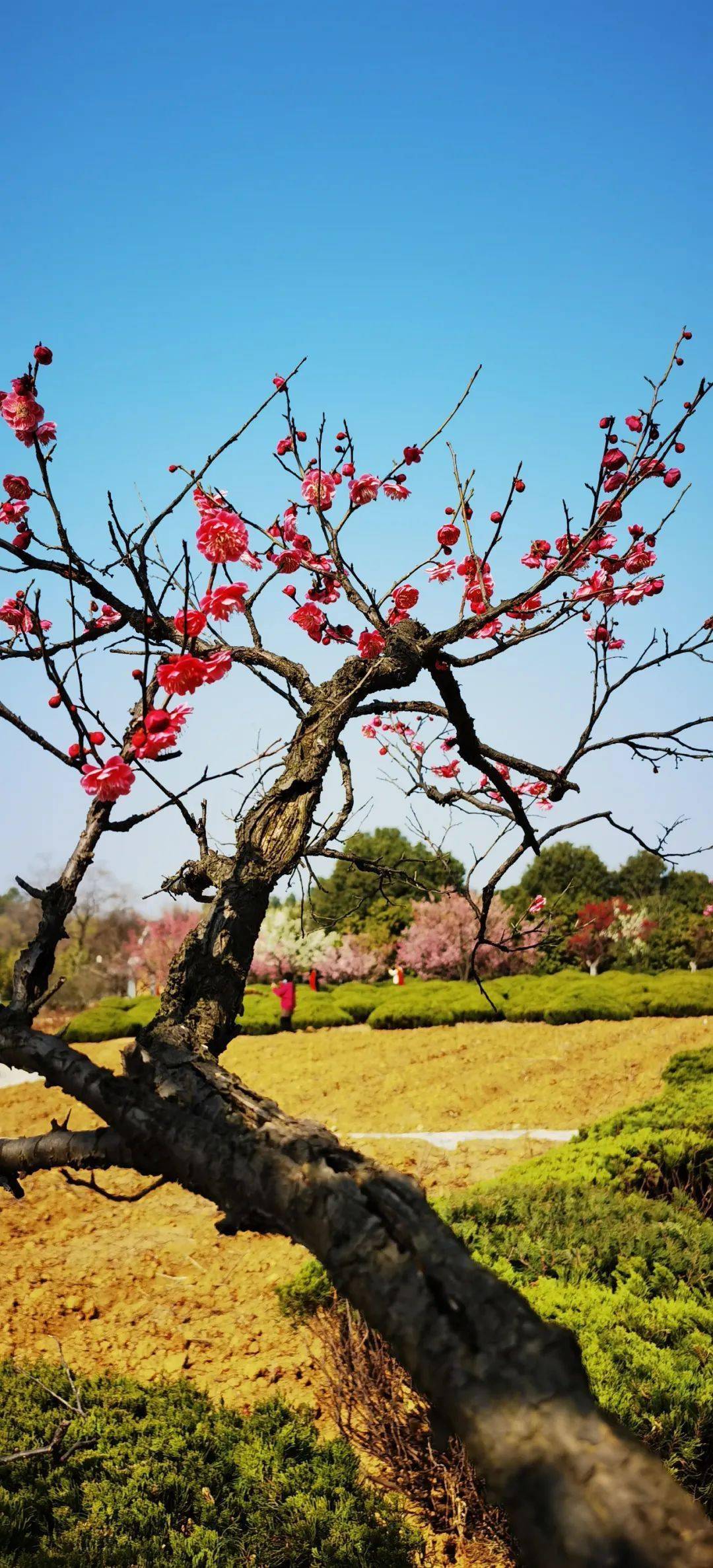 现场手机拍照美爆了合肥植物园的梅花