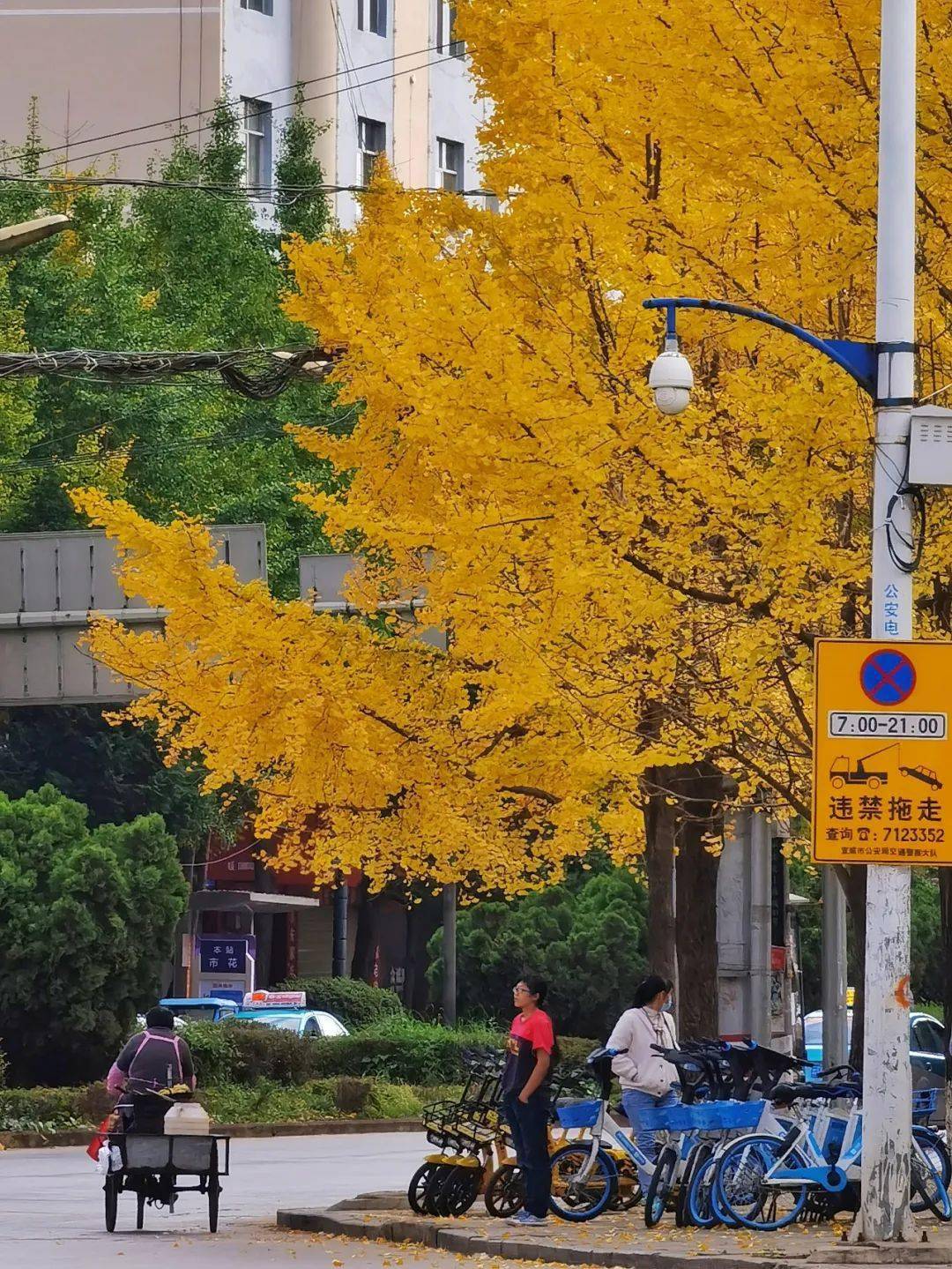 宣威花鸟街图片