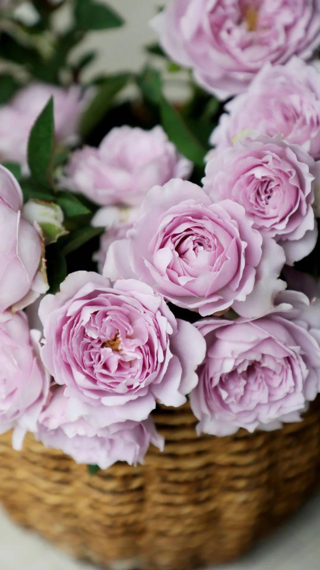 周末福利丨春日花墙与夏日花海这完美的一年天狼帮你安排啦