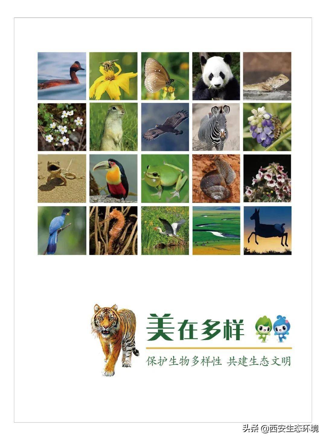 公益海报丨保护生物多样性