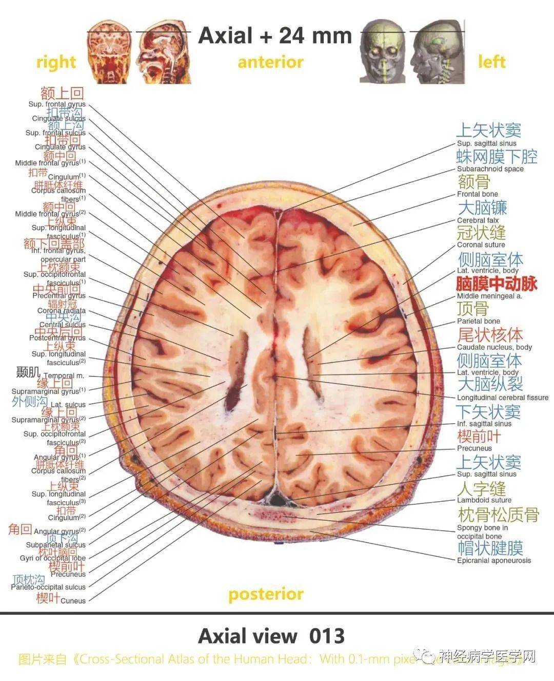 颅脑断层解剖