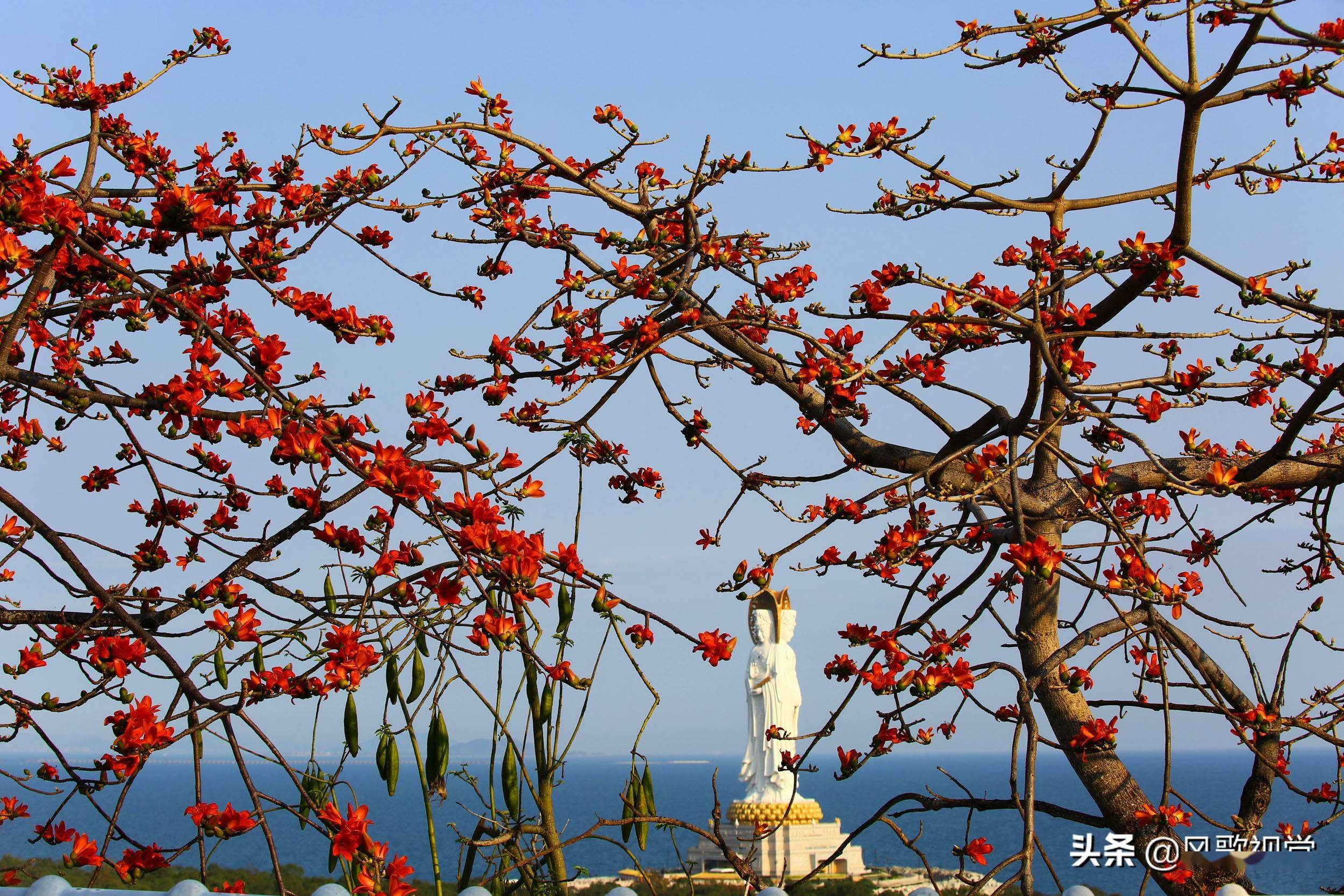三亚南山新春佳节面朝大海尽享木棉花的春天