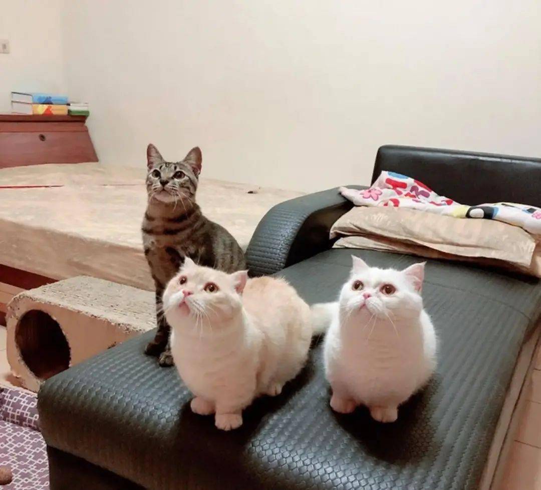养了5只猫咪 却放9个猫砂盆 网友 知道真相的我们眼泪流下来 沈先生 养了5只猫咪 却放9个猫砂盆 网友 知道真相的我们眼泪流下来 沈先生