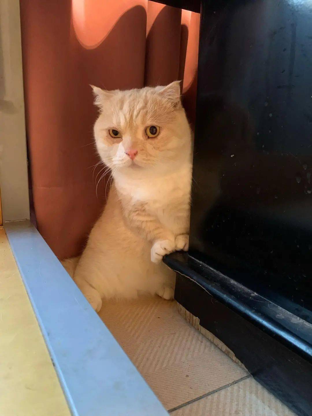 养了5只猫咪 却放9个猫砂盆 网友 知道真相的我们眼泪流下来 沈先生 养了5只猫咪 却放9个猫砂盆 网友 知道真相的我们眼泪流下来 沈先生