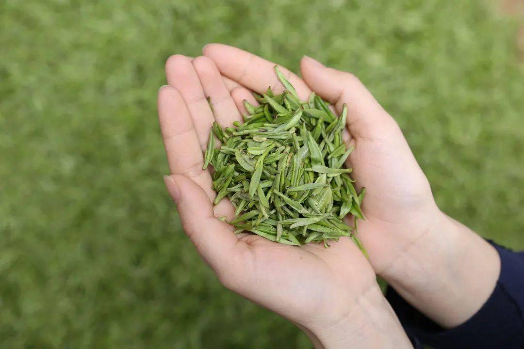 品味春天从一杯绿茶开始