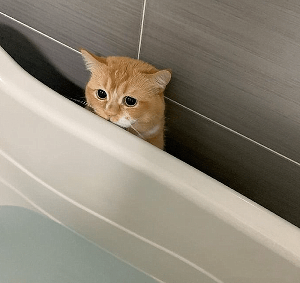 猫咪洗澡视频 77fa93ee10fa4470bf1c71c64d8bf173.png